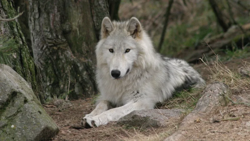 Entre chien et loup France 3 - Meute au parc des loups du Gévaudan, Lozère