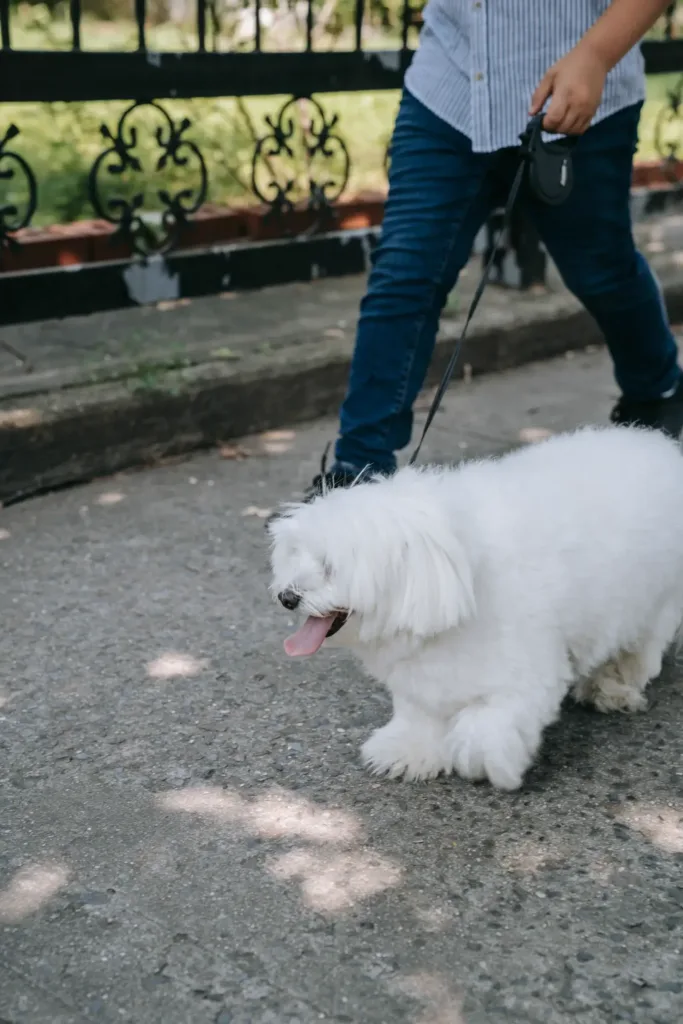 Casting figurants avec chien dans l’Hérault