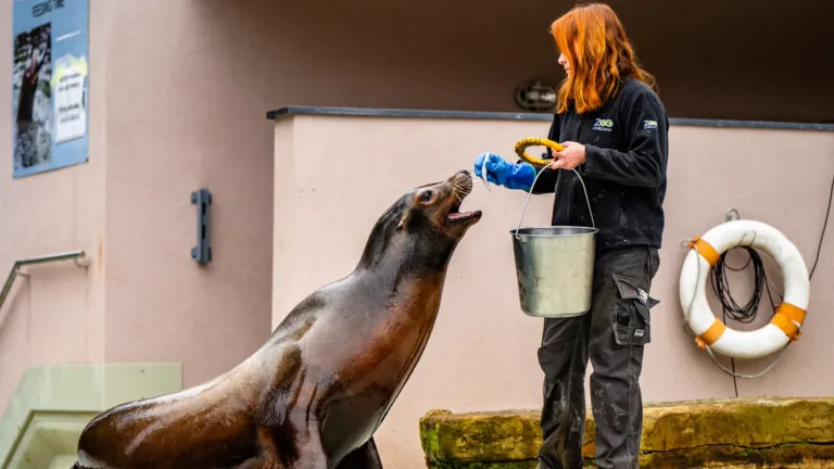 Casting deux hommes costauds de 30 à 45 ans pour jouer des gardiens de zoo