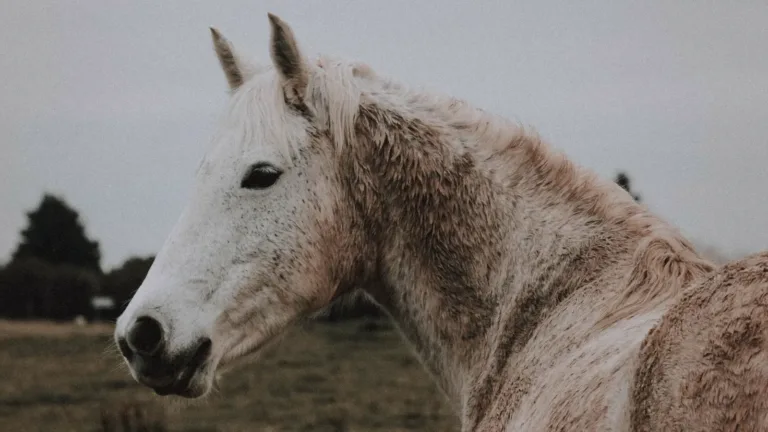Casting Comme des bêtes : figurants en Camargue