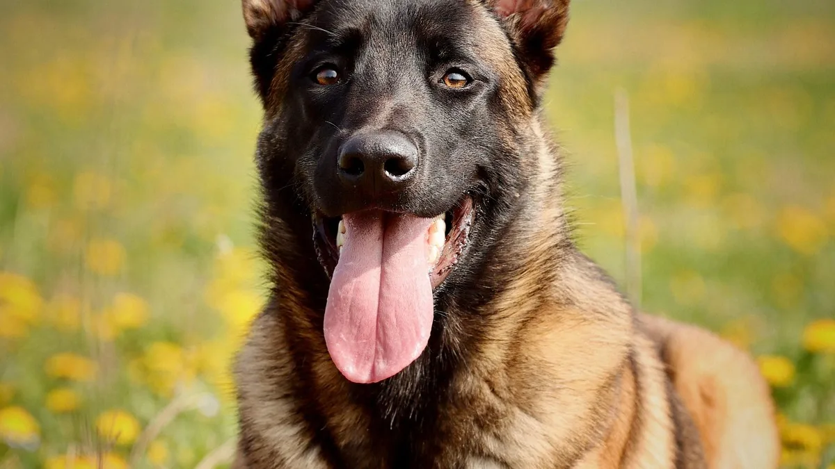 Casting figurant homme avec un malinois pour Demain nous appartient